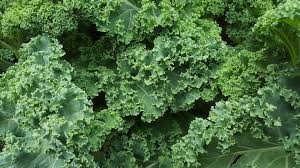 kale 2